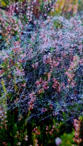 8fcee77c-0fae-4811-94e7-d27d22c75f20.jpeg
